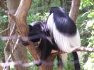 <img0*100:stuff/z/179797/Zoo%2520Animal%2520Photos%25202/24.jpg>