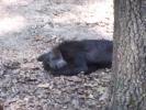 <img0*100:stuff/z/179797/Zoo%2520Animal%2520Photos%25202/25.jpg>