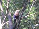 <img0*100:http://elftown.heddate.com/stuff/z/179797/Zoo%2520Animal%2520Photos%25202/26.jpg>