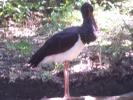 <img0*100:http://elftown.heddate.com/stuff/z/179797/Zoo%2520Animal%2520Photos%25202/27.jpg>