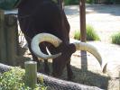 <img0*100:stuff/z/179797/Zoo%2520Animal%2520Photos%25202/28.jpg>