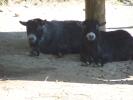 <img0*100:stuff/z/179797/Zoo%2520Animal%2520Photos%25202/29.jpg>