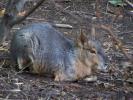 <img0*100:stuff/z/179797/Zoo%2520Animal%2520Photos%25202/3.jpg>