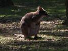 <img0*100:stuff/z/179797/Zoo%2520Animal%2520Photos%25202/4.jpg>