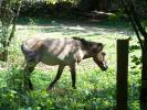 <img0*100:stuff/z/179797/Zoo%2520Animal%2520Photos%25202/5.jpg>