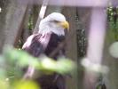 <img0*100:http://elftown.heddate.com/stuff/z/179797/Zoo%2520Animal%2520Photos%25202/6.jpg>