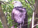 <img0*100:http://elftown.heddate.com/stuff/z/179797/Zoo%2520Animal%2520Photos%25202/7.jpg>