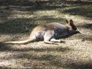 <img0*100:stuff/z/179797/Zoo%2520Animal%2520Photos%25202/8.jpg>