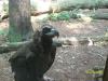<img100*0:stuff/z/179797/Zoo%2520Animal%2520Photos/100_0139.jpg>