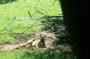 <img100*0:stuff/z/179797/Zoo%2520Animal%2520Photos/100_0141.jpg>