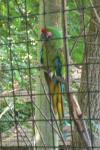 <img100*0:stuff/z/179797/Zoo%2520Animal%2520Photos/100_0143.jpg>