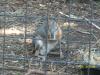 <img100*0:stuff/z/179797/Zoo%2520Animal%2520Photos/100_0147.jpg>
