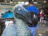 <img100*0:stuff/z/179797/Zoo%2520Animal%2520Photos/100_0150.jpg>
