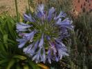 <img0*100:http://elftown.heddate.com/stuff/z/180034/H3pic/agapanthusblossom.jpg>