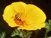 <img100*0:stuff/z/180034/H3pic/bee10.jpg>