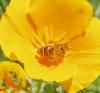 <img100*0:stuff/z/180034/H3pic/bee11.jpg>