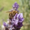 <img100*0:stuff/z/180034/H3pic/bee12.jpg>