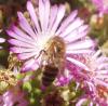 <img100*0:stuff/z/180034/H3pic/bee3.jpg>
