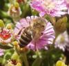 <img100*0:stuff/z/180034/H3pic/bee4.jpg>