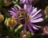 <img100*0:stuff/z/180034/H3pic/bee5.jpg>