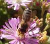 <img100*0:stuff/z/180034/H3pic/bee6.jpg>