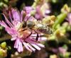 <img100*0:stuff/z/180034/H3pic/bee7.jpg>