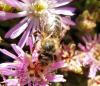 <img100*0:stuff/z/180034/H3pic/bee8.jpg>