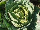 <img134*0:stuff/z/180034/H3pic/brusselsprouts.jpg>