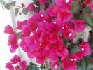 <img0*100:stuff/z/180034/H3pic/buganvilia2.jpg>