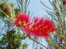 <img0*100:http://elftown.heddate.com/stuff/z/180034/H3pic/callistemon.jpg>