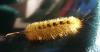<img100*0:http://elftown.heddate.com/stuff/z/180034/H3pic/caterpillar1.jpg>