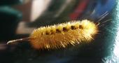 Bug Pictures