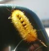 <img100*0:http://elftown.heddate.com/stuff/z/180034/H3pic/caterpillar2.jpg>