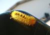 <img100*0:http://elftown.heddate.com/stuff/z/180034/H3pic/caterpillar3.jpg>