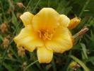 <img0*100:stuff/z/180034/H3pic/daylily2.jpg>