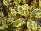 <img144*0:stuff/z/180034/H3pic/ficus.jpg>