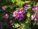 <img0*100:http://elftown.heddate.com/stuff/z/180034/H3pic/fushia.jpg>