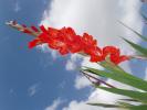 <img0*100:stuff/z/180034/H3pic/gladiolusred.jpg>