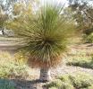 <img104*0:stuff/z/180034/H3pic/grasstree1.jpg>