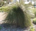 <img124*0:stuff/z/180034/H3pic/grasstree2.jpg>