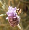 <img100*0:http://elftown.heddate.com/stuff/z/180034/H3pic/hoverfly1.jpg>