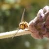 <img100*0:http://elftown.heddate.com/stuff/z/180034/H3pic/hoverfly2.jpg>