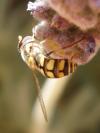 <img100*0:http://elftown.heddate.com/stuff/z/180034/H3pic/hoverfly3.jpg>