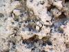 <img100*0:stuff/z/180034/H3pic/limestonerocktex3.jpg>