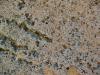 <img100*0:stuff/z/180034/H3pic/limestonerocktex4.jpg>