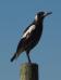 <img56*0:http://elftown.heddate.com/stuff/z/180034/H3pic/magpie.jpg>