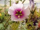 <img0*100:http://elftown.heddate.com/stuff/z/180034/H3pic/mallow.jpg>