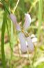 <img0*100:http://elftown.heddate.com/stuff/z/180034/H3pic/orchid.jpg>