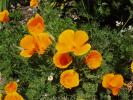 <img0*100:http://elftown.heddate.com/stuff/z/180034/H3pic/poppies.jpg>