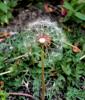 <img0*100:stuff/z/180034/H3pic/puff.jpg>